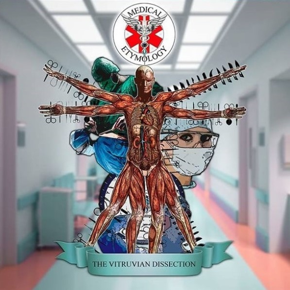 The Vitruvian Dissection